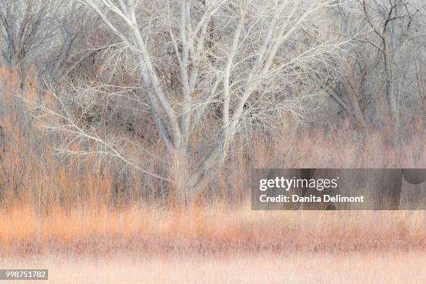 willow and cottonwoods in mornings light, bosque del apache national wildlife refuge, new mexico, usa - cottonwood stock-fotos und bilder