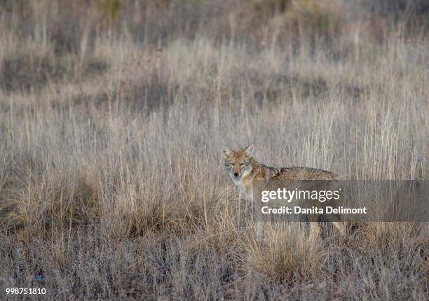 portrait of coyote (canis latrans) in grassland, bosque del apache national wildlife refuge, new mexico, usa - bosque stock pictures, royalty-free photos & images