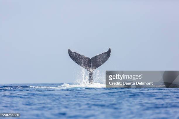 tail of humpback whale (megaptera novaeangliae) on kohala coast, big island, hawaii, usa - protruding stock pictures, royalty-free photos & images