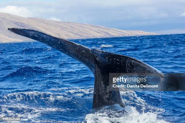 tail of humpback whale (megaptera novaeangliae), maui, hawaii, usa - protruding stock pictures, royalty-free photos & images