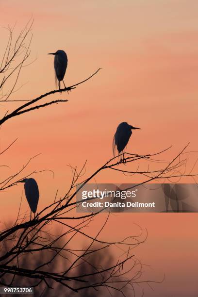 silhouette of egrets (egretta thula) perching in trees at dawn in merced wildlife refuge, central valley, california, usa - snowy egret stockfoto's en -beelden