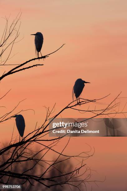 silhouette of egrets (egretta thula) perching in trees at dawn in merced wildlife refuge, central valley, california, usa - snowy egret stock pictures, royalty-free photos & images