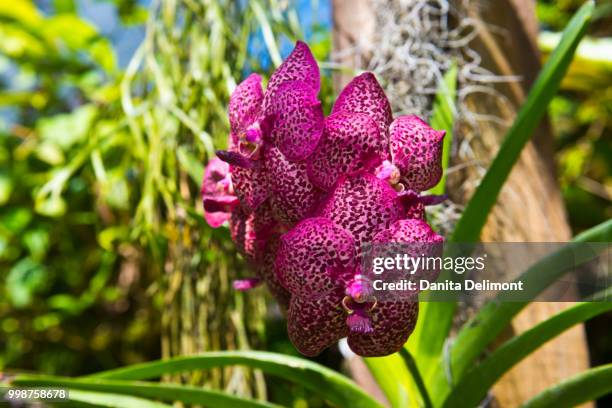 pink moth orchid in selby gardens, sarasota, florida, usa - sarasota botanical garden stock pictures, royalty-free photos & images