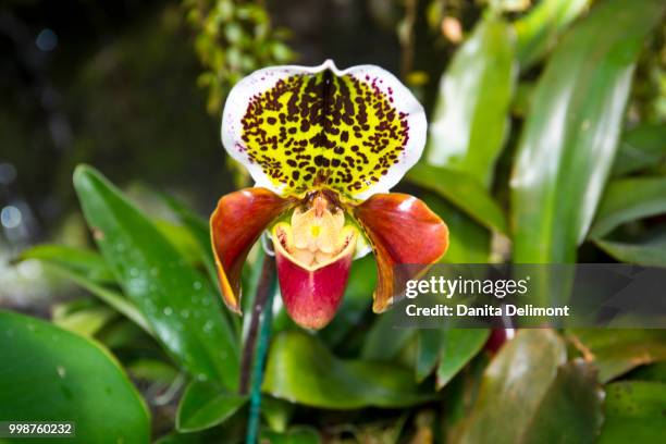 close-up of lady slipper orchid, rainforest selby gardens, sarasota, florida, usa - sarasota botanical garden stock pictures, royalty-free photos & images