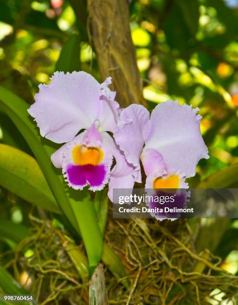 close-up of cattleya orchid, selby gardens, sarasota, florida, usa - sarasota botanical garden stock pictures, royalty-free photos & images