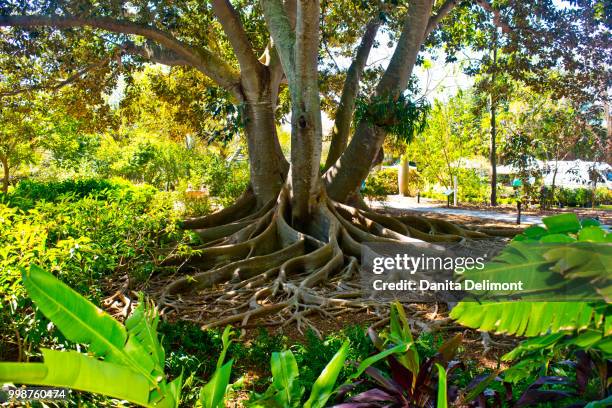 banyan tree in selby gardens, sarasota, florida, usa - sarasota botanical garden stock pictures, royalty-free photos & images