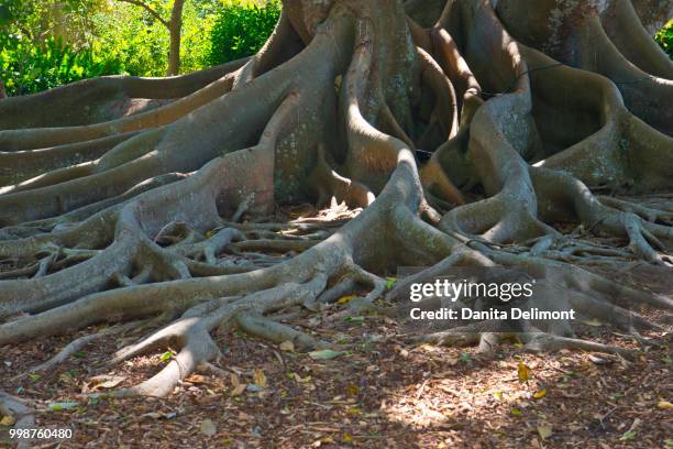 roots of banyan tree, selby gardens, sarasota, florida, usa - sarasota botanical garden stock pictures, royalty-free photos & images