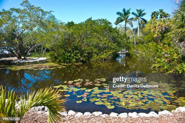 tidal lagoon, selby gardens, sarasota, florida, usa - sarasota botanical garden stock pictures, royalty-free photos & images