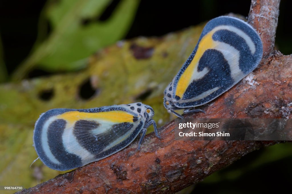 Planthopper in LOVE