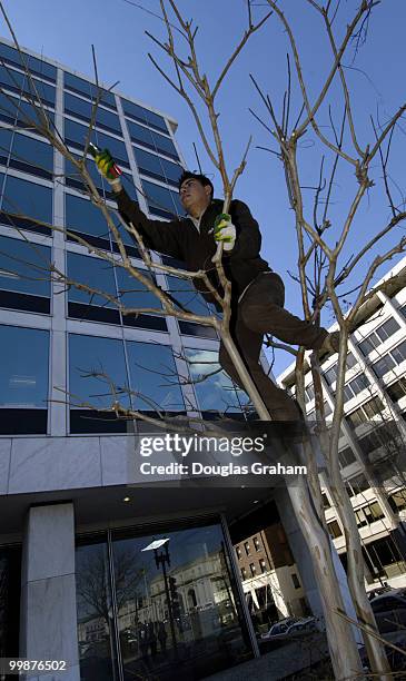 Alvaro Ortiz does some spring pruning of the crepe myrtles at the corner of North Capitol Street and E Street's N.W. In Washington D.C.