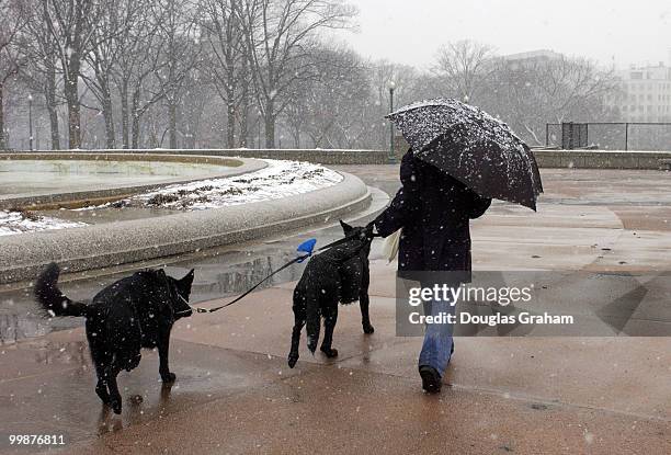 Jill Guerrero of Senator Mark Dayton's office takes his dogs Dakota and Mesabi for a snowy walk during Monday's snowstorm in the Upper Senate Park in...