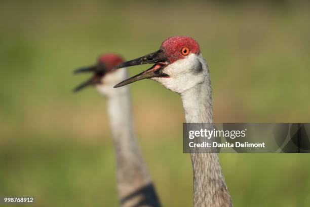 sandhill cranes (antigone canadensis) calling each other - antigone stock pictures, royalty-free photos & images