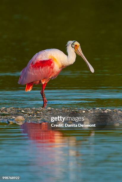 roseate spoonbill (platalea ajaja) wading in lake, j.n. ding darling national wildlife refuge, sanibel island, fort meyers, florida, usa - meyers photos et images de collection