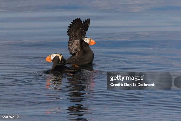 tufted puffin (fratercula cirrhata) pair frolicking in water - tufted puffin stock pictures, royalty-free photos & images