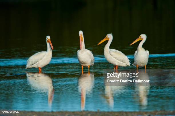 american white pelicans(pelecanus erythrorhynchos) wading in lake, j.n. ding darling national wildlife refuge, sanibel island, fort meyers, florida, usa - meyers stock pictures, royalty-free photos & images
