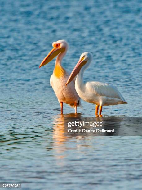 great white african pelican (pelecanus onocrotalus) with american white pelican(pelecanus erythrorhynchos), j.n. ding darling national wildlife refuge, sanibel island, fort meyers, florida, usa - meyers stock pictures, royalty-free photos & images