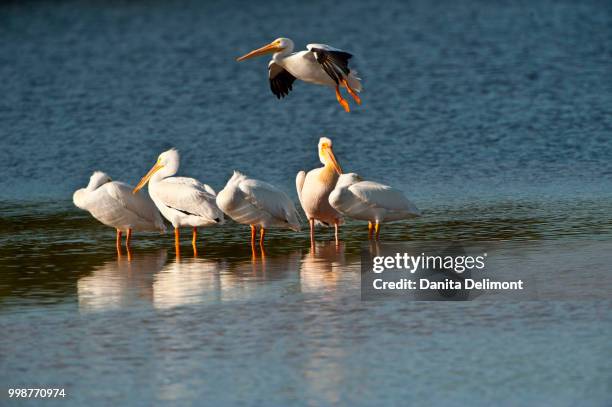 great white african pelican (pelecanus onocrotalus) with american white pelicans (pelecanus erythrorhynchos), j.n. ding darling national wildlife refuge, sanibel island, fort meyers, florida, usa - meyers stock pictures, royalty-free photos & images