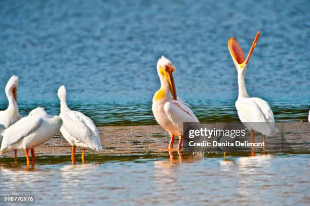 great white african pelican (pelecanus onocrotalus) with american white pelicans (pelecanus erythrorhynchos), j.n. ding darling national wildlife refuge, sanibel island, fort meyers, florida, usa - meyers stock pictures, royalty-free photos & images