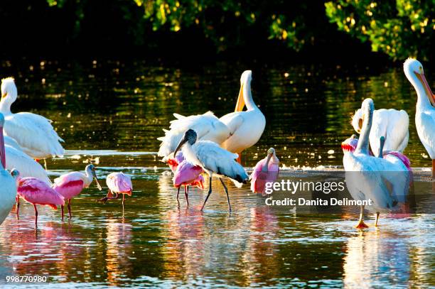 american white pelican with roseate spoonbills, j.n. ding darling national wildlife refuge, sanibel island, fort meyers, florida, usa - meyers stock pictures, royalty-free photos & images