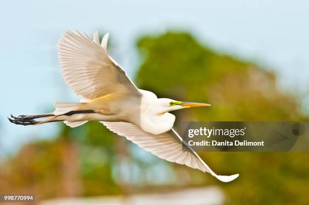 great egret(ardea alba) flying, audubon rookery, venice, florida, usa - rookery stockfoto's en -beelden