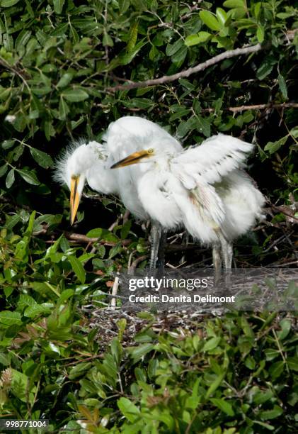 great egret(ardea alba) babies in nest, audubon rookery, venice, florida, usa - rookery stock-fotos und bilder