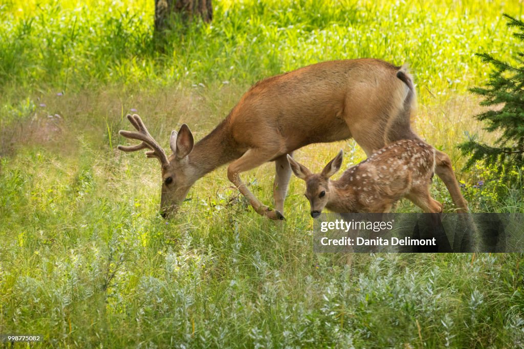 Mule deer (Odocoileus hemionus) young buck and fawn, Pike National Forest, Colorado, USA