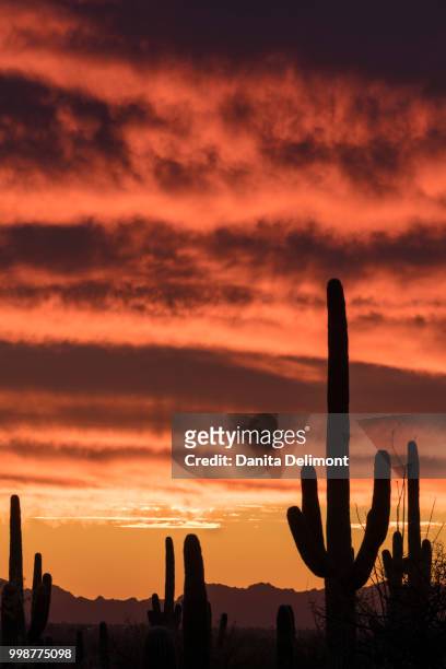silhouetted saguaro cactus (carnegiea gigantea) against sunset sky, arizona, usa - pima county foto e immagini stock