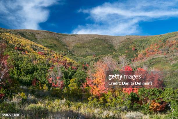 fall colors in mountains, midway, utah, usa - midway utah stock pictures, royalty-free photos & images