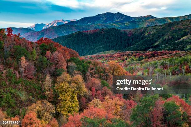 fall foliage near midway and heber valley, utah, usa - midway foto e immagini stock