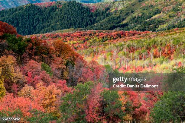 fall foliage near midway and heber valley, utah, usa - midway utah stock pictures, royalty-free photos & images