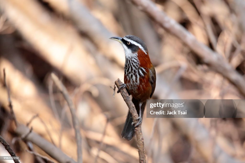 Taiwan Scimitar Babbler