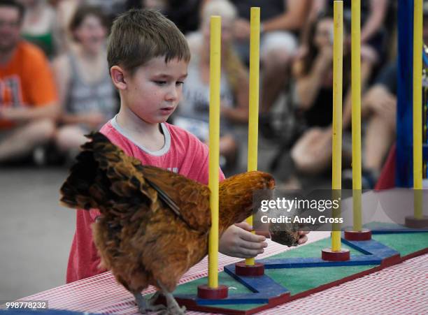 Logan Becker-Walsh guides his chicken, Flappy, through an obstacle course during the Chicken Agility contest at the Denver County Fair on the...