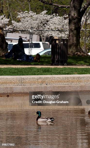 Pair of mallard ducks enjoys the spring weather with a dip in the pool in the Upper Senate Park.