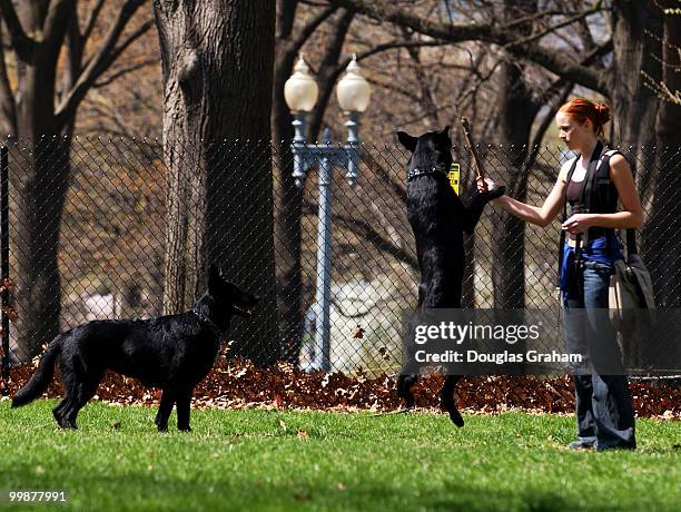 Marit Eales walks senator Mark Dayton's dogs in the Upper Senate Park. Eales a native of Minnesota is a student at George Washington University and...