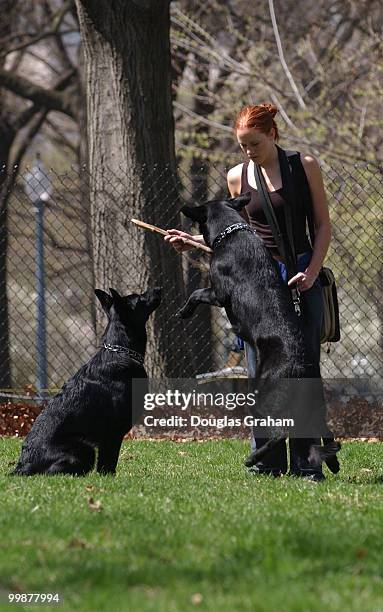 Marit Eales walks senator Mark Dayton's dogs in the Upper Senate Park. Eales a native of Minnesota is a student at George Washington University and...