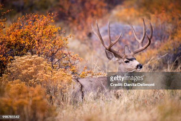 mule deer buck (odocoileus hemionus) in grass and sedge, rocky mountain national park, colorado, usa - mule deer stock pictures, royalty-free photos & images