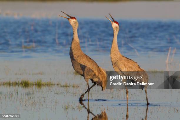 sandhill cranes (antigone canadensis) pair in wetland, oregon, usa - sandhill stock pictures, royalty-free photos & images