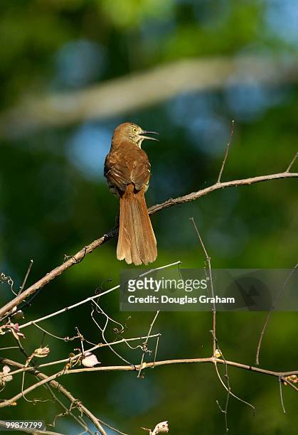 Brown Thrasher at the Kenilworth Aquatic Gardens. The gardens are the only National Park Service site devoted to the propagation and display of...