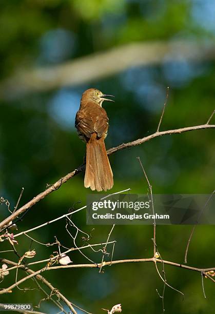 Brown Thrasher at the Kenilworth Aquatic Gardens. The gardens are the only National Park Service site devoted to the propagation and display of...