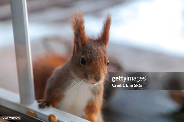 is anybody home? - american red squirrel stock pictures, royalty-free photos & images