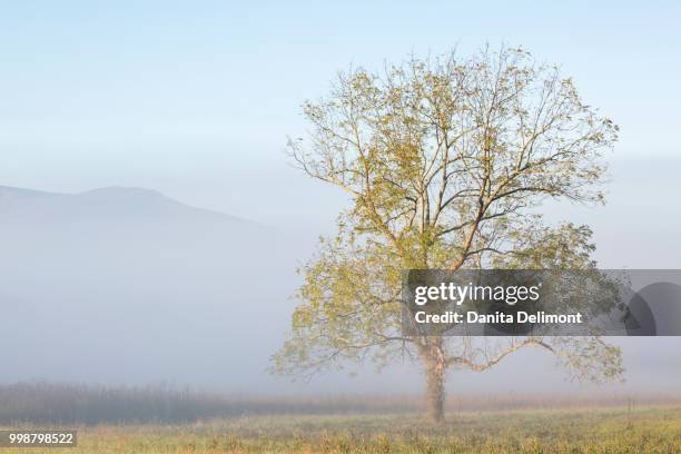 clearing fog in cades cove, blue ridge, great smoky mountains national park, tennessee, usa - cades cove stock pictures, royalty-free photos & images