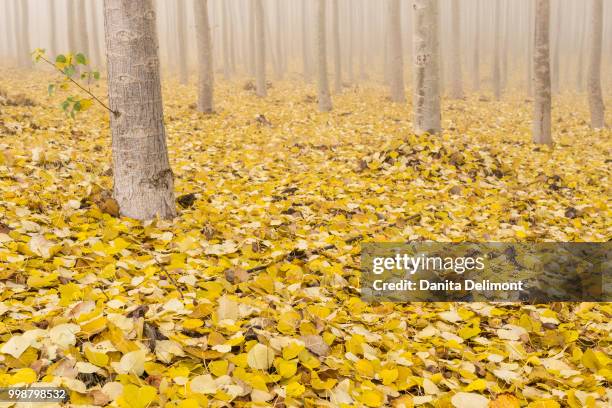 poplar trees at boardman tree farm, morrow county, oregon, usa - poplar stock pictures, royalty-free photos & images