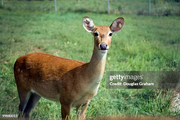 Virginia Zoological Park Photos and Premium High Res Pictures Getty