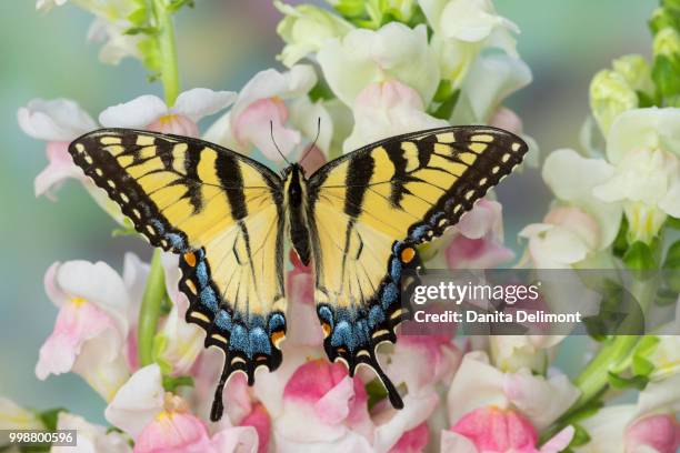 eastern tiger swallowtail butterfly (papilio glaucus) female on pink snapdragons (antirrhinum), washington state, usa - glaucus fotografías e imágenes de stock