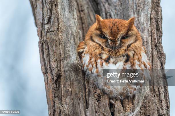 eastern screech owl - mocho de orelhas americano imagens e fotografias de stock