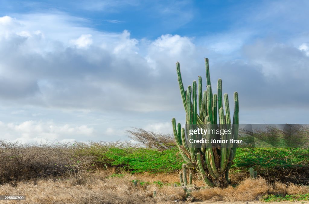 Dry and arid desert landscape in Aruba