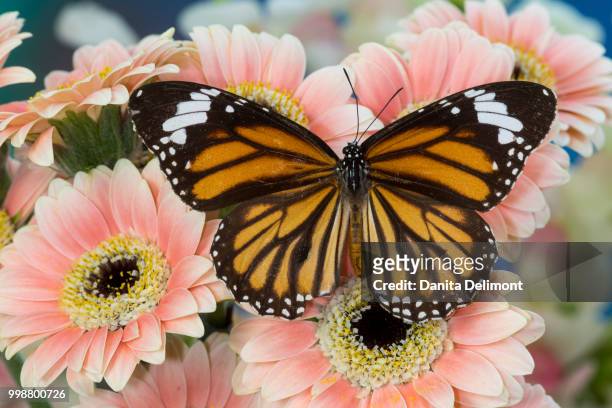 viceroy butterfly (limenitis archippus) on pink gerber daisies (gerbera), washington state, usa - viceroy stock pictures, royalty-free photos & images