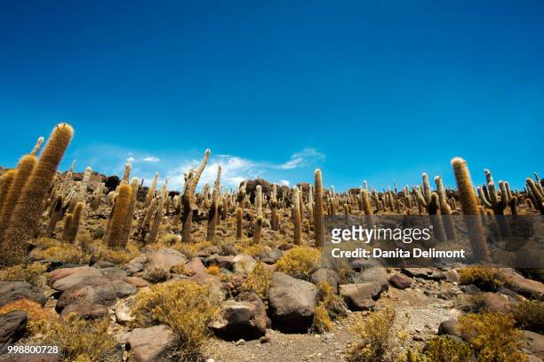 cactus on incahuasi island, salar de uyuni, bolivia - salar stock pictures, royalty-free photos & images