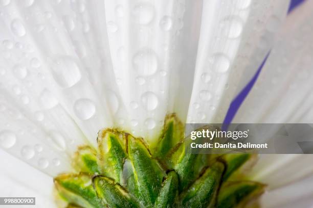 dew drops on petals of white daisy (leucanthemum vulgare), sammamish, washington state, usa - sammamish stock pictures, royalty-free photos & images