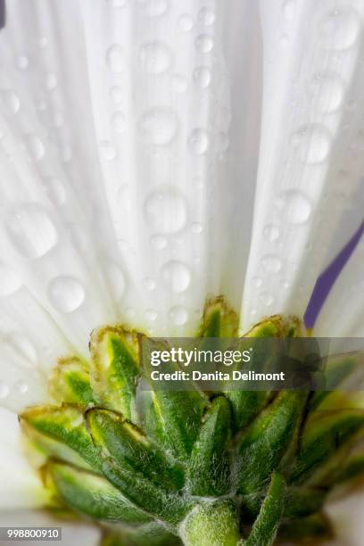 dew drops on petals of white daisy (leucanthemum vulgare), sammamish, washington state, usa - sammamish stock pictures, royalty-free photos & images